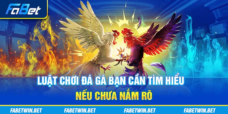 Luật chơi đá gà bạn cần tìm hiểu nếu chưa nắm rõ